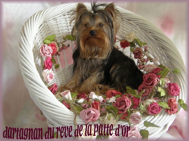 Dartagnan du Rêve de la patte d'or