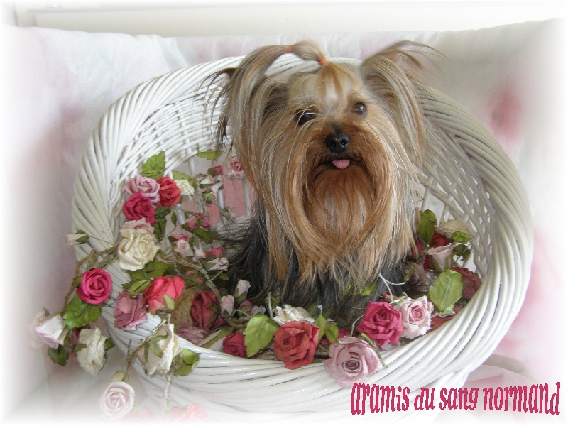 Aramis du sang normand