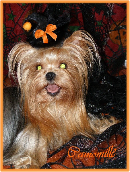 MES BEBES D HALLOWEEN ET LEUR MAMAN