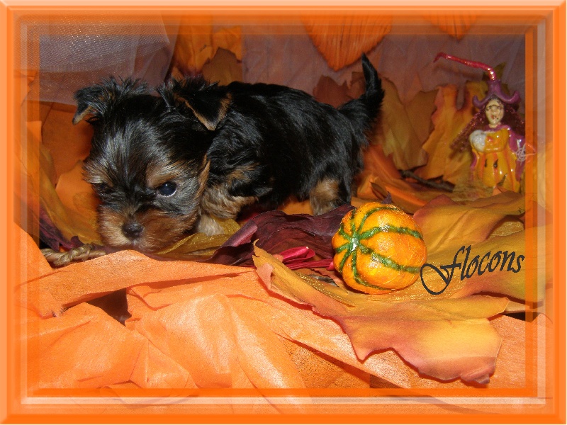 HALLOWEEN POUR LES PETITS PRINCE