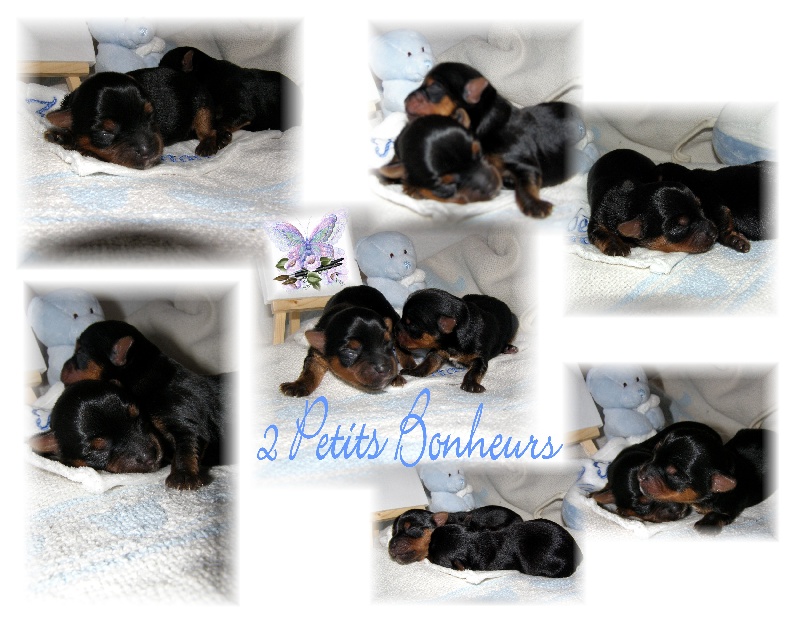 MES BONHEURS