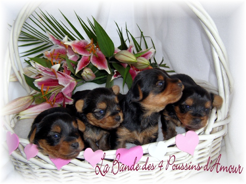 LES POUSSINS