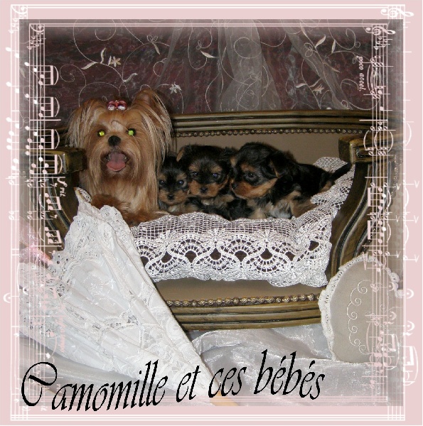 LES 3 AMOURS DE CAMOMILLE ET ARAMIS