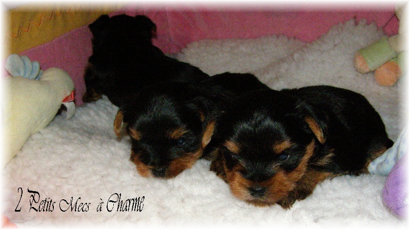 LES BB DE CHARME ET GRIMM