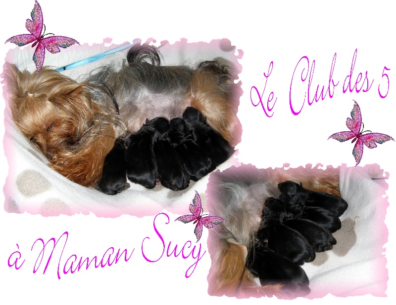 LE CLUB DES 5