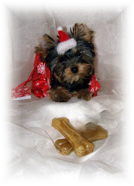 MES PETITS LUTINS DE NOEL